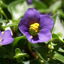 Экзакум Midget Lilac родственный (большой пакет)