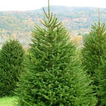 Ель Заповедные дали обыкновенная