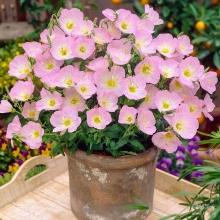 Энотера Вечерняя роза красивая