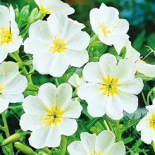 Энотера Вольный ветер