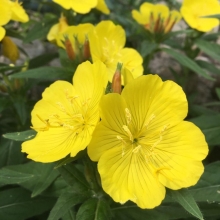 Энотера Желтая долина миссурийская