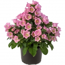 Колокольчик Эппил F1 Розовый