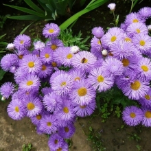 Эригерон Голубой карбункул