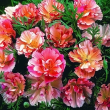 Эшшольция Яблоневый цвет, махровая