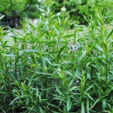 Эстрагон Драгун-трава