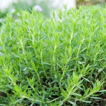 Эстрагон Грибовчанин