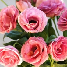 Эустома Адвантаж Вишневый щербет F1