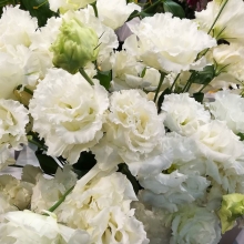 Эустома Алисса Вайт F1