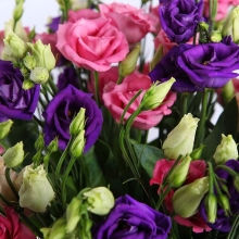 Эустома Эхо Микс F1