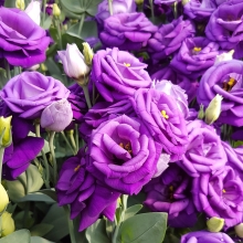 Эустома Эхо Пурпур F1