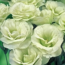 Эустома Мариачи F1 Лайм