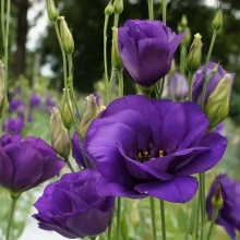 Эустома Твинки F1 светло-фиолетовый