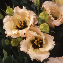 Эустома Фалда F1 смесь