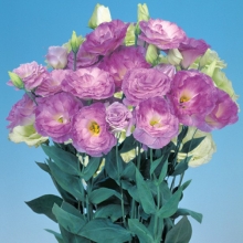 Эустома Мариачи Мистический Синий F1