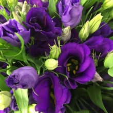 Эустома Рози F1 лавандово-синяя