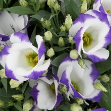 Эустома Сапфир F1 Бело-голубая