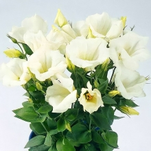 Эустома Сапфир F1 Уайт