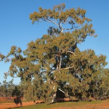 Эвкалипт Камадульский (большой пакет)