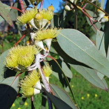 Эвкалипт Флагман (лимонный)