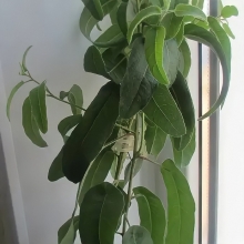 Эвкалипт Цитрус (лимонный)