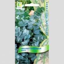 Эвкалипт Бинго серебряный