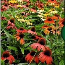 Эхинацея Кайена Спирит F1 смесь
