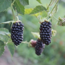 Ежевика Блэк Мама крупноплодная