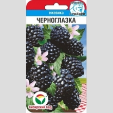 Ежевика Черноглазка