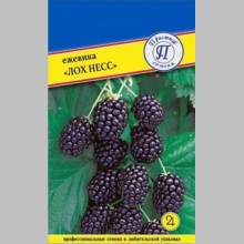 Ежевика Лох Несс ремонтантная
