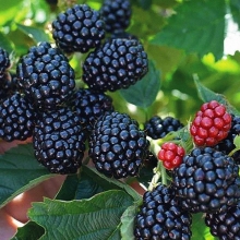 Ежевика Настена-сластена