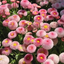 Маргаритка Тассо стробери энд крим