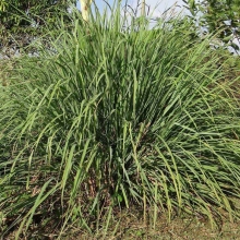 Лемонграсс Том ям