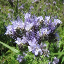 Фацелия Рязанская 20г (большой пакет)