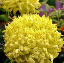 Бархатцы Фантастика Желтая