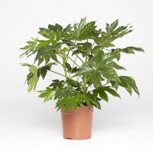 Фатсия японская (Аралия)