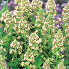 Резеда Хавская душистая