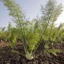 Фенхель Медовый спас (овощной)