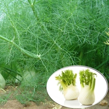 Фенхель Сопрано (овощной)
