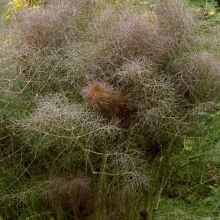 Фенхель Бронзовый (овощной)