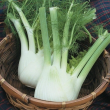 Фенхель Удалец