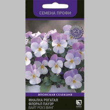 Фиалка Флорал Пауэр Вайт Роуз Винг (рогатая)