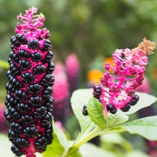 Фитолакка Лаконос (большой пакет)