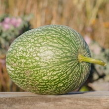 Тыква Фицифолия (большой пакет)