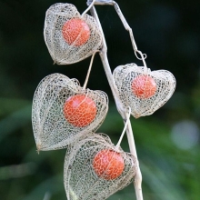 Физалис Колокольчик