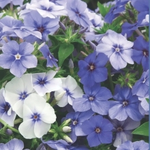 Флокс Босфор (Друммонда)