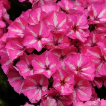 Флокс Гремми F1 розово-белый