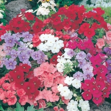 Флокс Красивый гном (Друммонда)