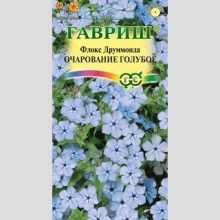 Флокс Очарование голубое