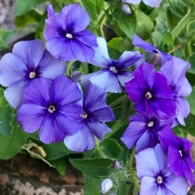 Флокс Черничный мусс