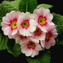 Примула Данова малина со сливками F1